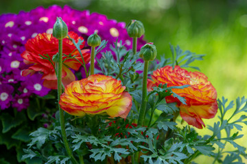 Fondo primaveral, flores de jardin.