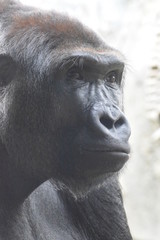Gorilla, Menschenaffe