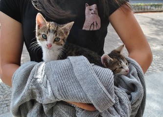 Małe kotki w ramionach opiekunki - obrazy, fototapety, plakaty
