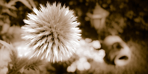 Distel