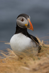 puffin on rock