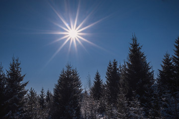 Fototapeta na wymiar Beautiful winter photo with sun shining bright above the pine forest