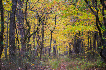 Fototapeta premium Trees