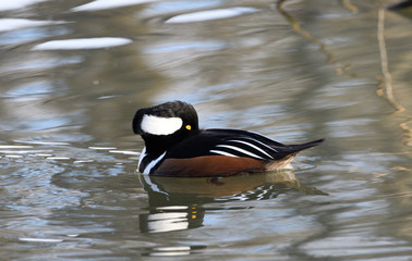 Canard