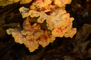 Yellow Tree Mushroom