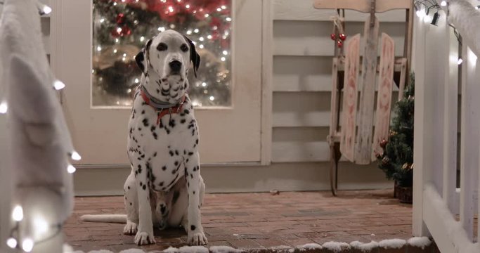 Dalmatian dog sitting on porch with snow and lights on a handrail in the foreground and Christmas tree and sleigh in the background