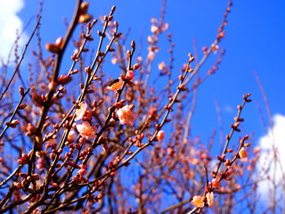 New year winter many rose pink sakura buds and blooming flowers attached on thin branch shoot, dense bush, heading top to clear blue sky with small with cloud in sunny day of Japanese Ritsurin park