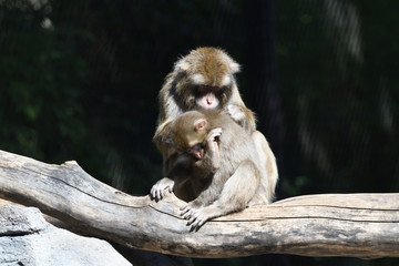 Macaque mère et petit