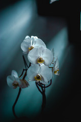white orchid on black and blue
