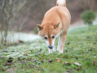 An image of a Shiba Inu dog on a background of snow and grass. 