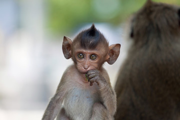 可愛いサル