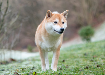 An image of a Shiba Inu dog on a background of snow and grass. 