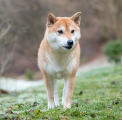 An image of a Shiba Inu dog on a background of snow and grass. 