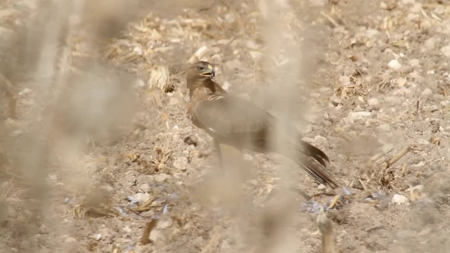 Bonelli's eagle behind thorn bush