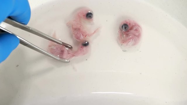 three quail embryos formed in formalin solution