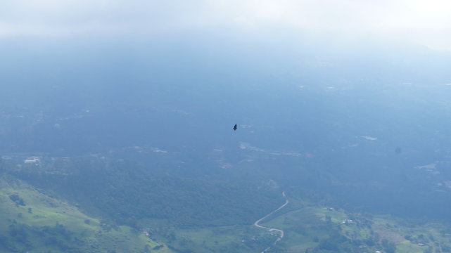 ave en Pico del Aguila, Chicaque