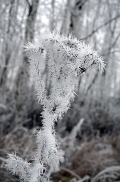 Eisdistel 02