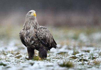 White tailed eagle (Haliaeetus albicilla)
