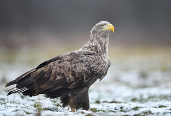 White tailed eagle (Haliaeetus albicilla)