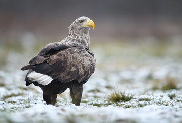 White tailed eagle (Haliaeetus albicilla)