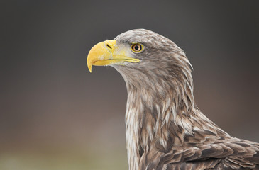 White tailed eagle (Haliaeetus albicilla)