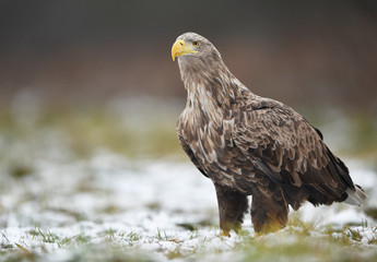 White tailed eagle (Haliaeetus albicilla)