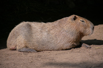Capybara