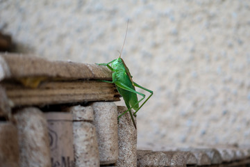 grasshopper on green leaf