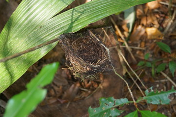 nest birds