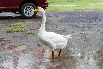 Goose on The Rain Standing in the Pond
