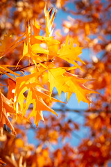 Quercus rubra L., Red Oak in Autumn on the Sky Background