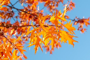 Quercus rubra L., Red Oak in Autumn on the Sky Background