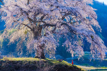 Weinender Kirschbaum und Jizo