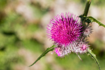 purple prickles