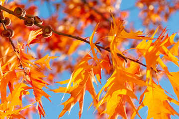 Quercus rubra L., Red Oak in Autumn on the Sky Background