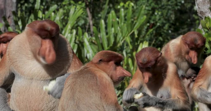 The proboscis monkey eating fruits