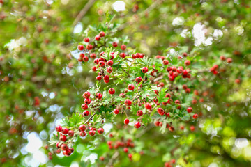 Hawthorn berries hang on the branches at autumn