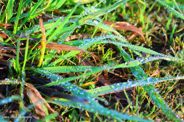morning dew