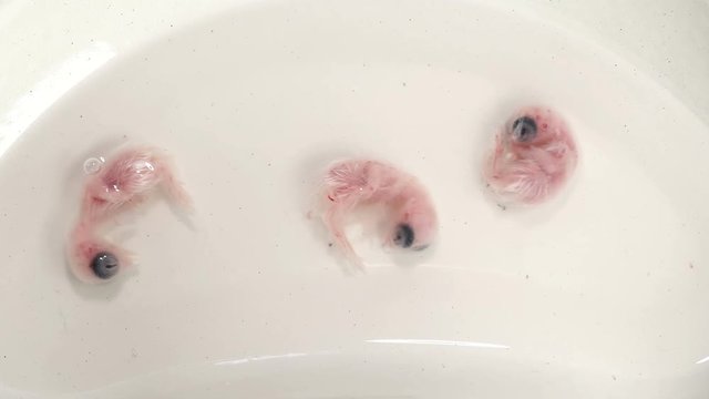 three quail embryos formed in formalin solution