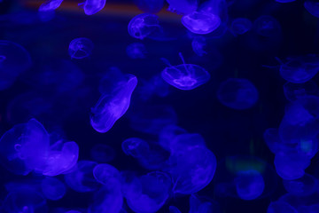 Beautiful jellyfish, medusa in the neon light with the fishes. Underwater life in ocean jellyfish....