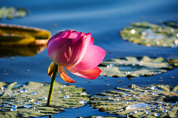 Fototapety na wymiar - Fototapeta24.pl