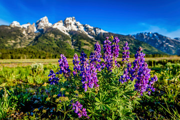 Purple Flowers in the Tetons