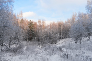 Obraz na płótnie Canvas Winter in the forest