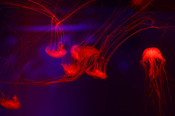 Fototapeta premium Beautiful jellyfish, medusa in the neon light with the fishes. Underwater life in ocean jellyfish. exciting and cosmic sight