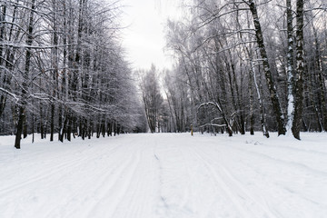 Winter in the forest