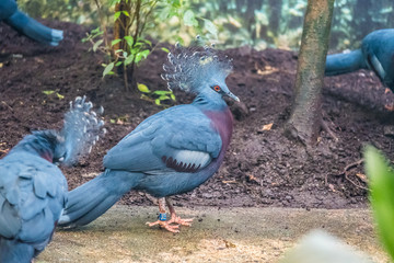 Oiseau Goura couronné, pigeon couronné