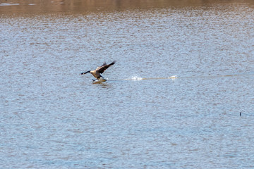 Canada Goose taking Flight