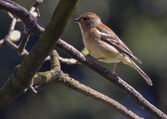 Chaffinch Female