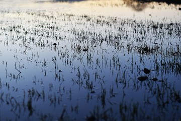 grass in flooded field reflection dusk