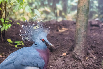 Oiseau Goura couronné, pigeon couronné
